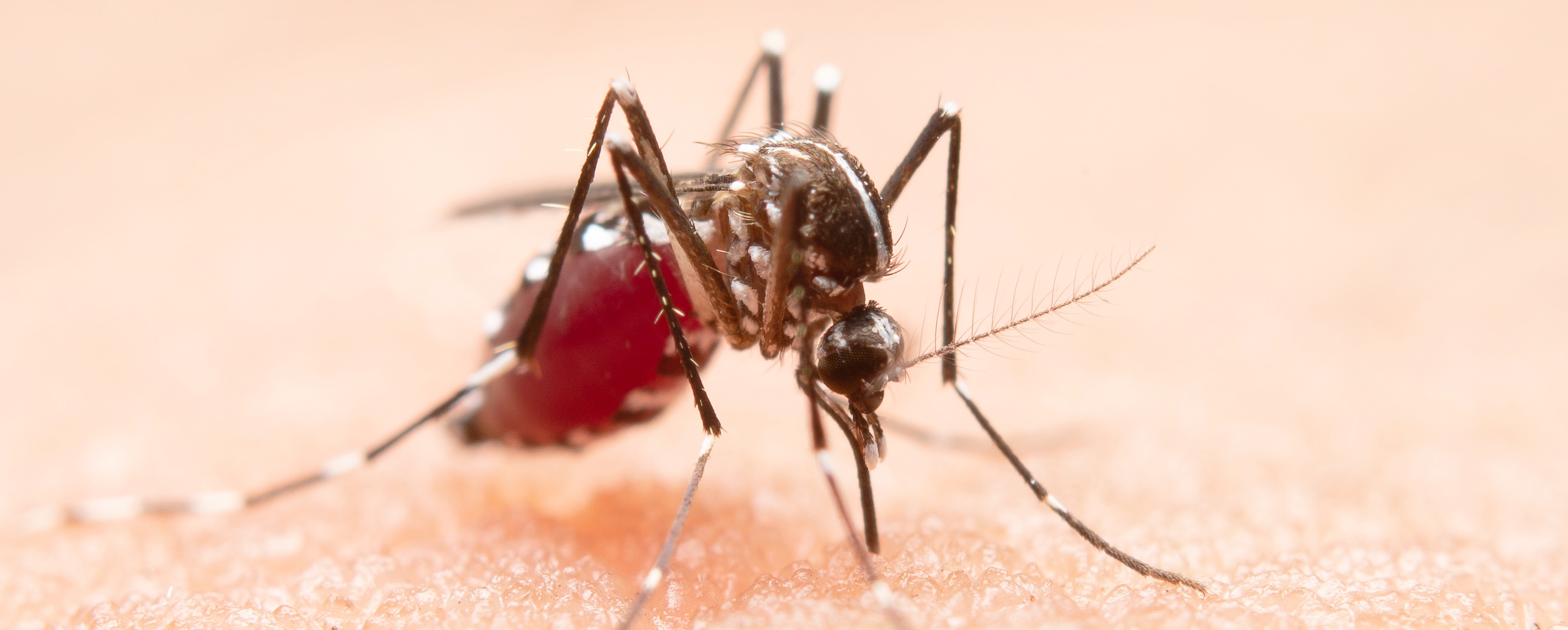 mosquito, epidemics, diseases, viruses