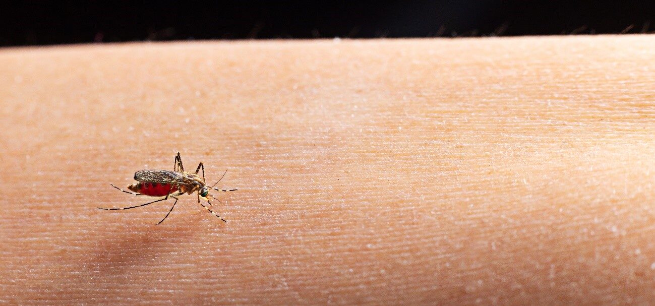Mosquito na pele dehumana