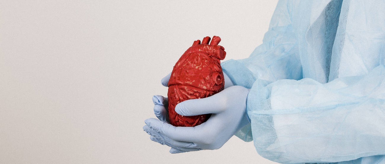 Doctor holding a heart 